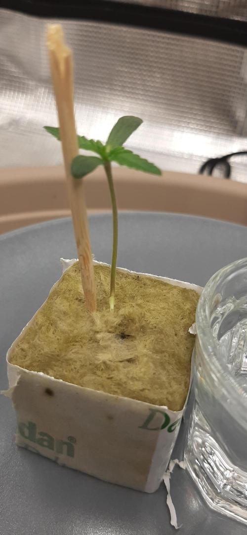 First time DWC. Week 1