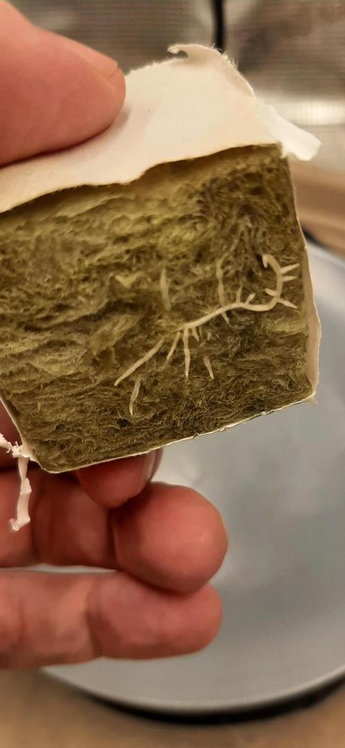 First time DWC. Week 1