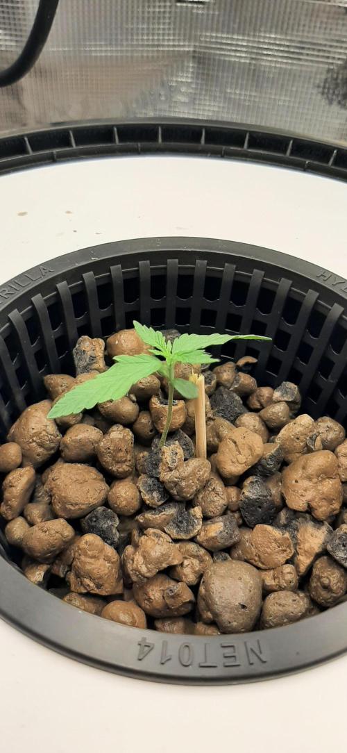 First time DWC. Week 2