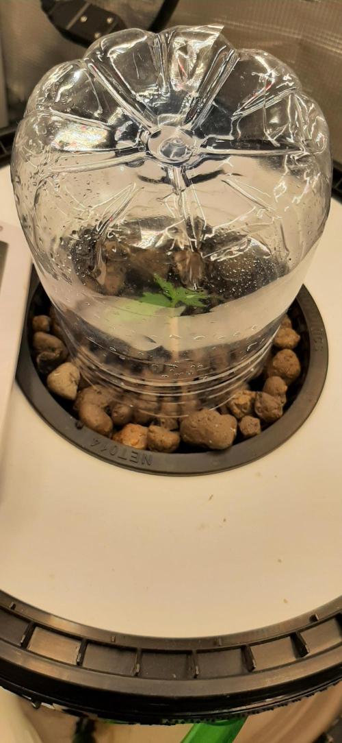 First time DWC. Week 2