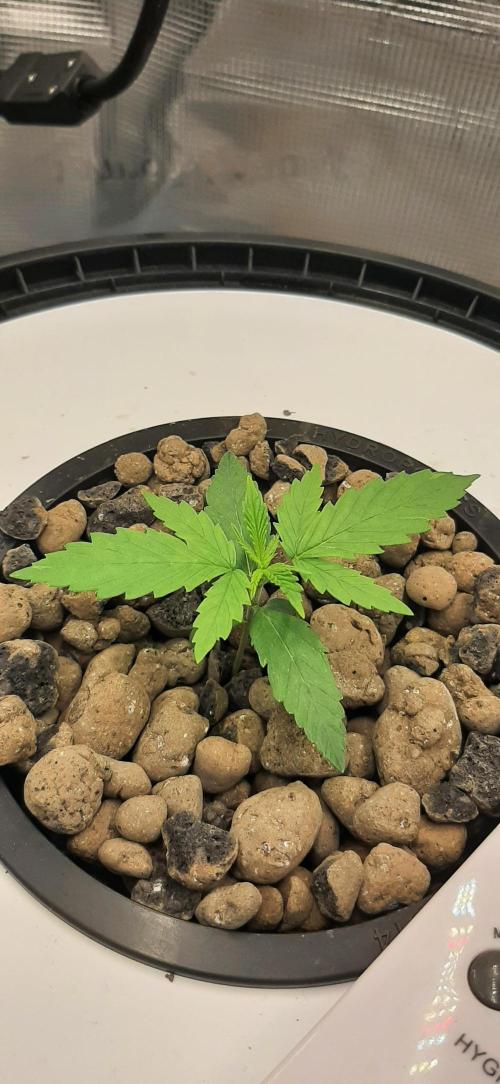 First time DWC. Week 2