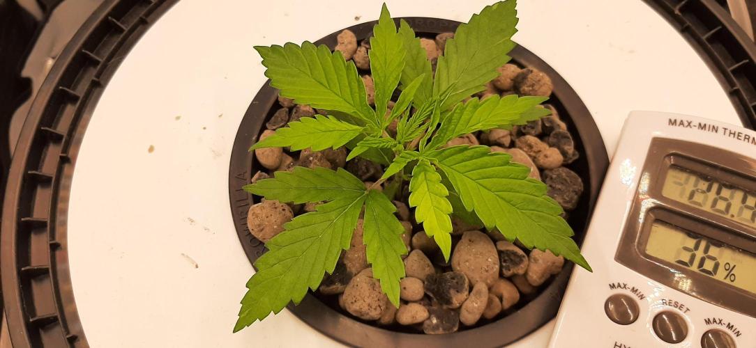 First time DWC. Week 3