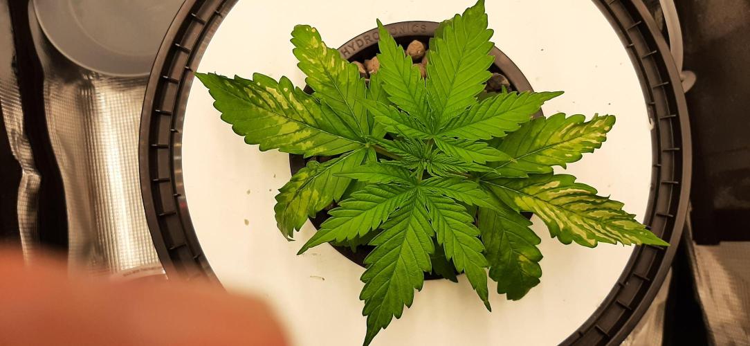 First time DWC. Week 3