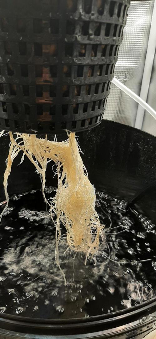 First time DWC. Week 4