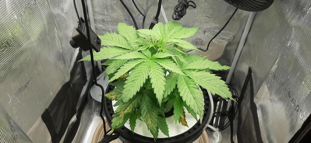 First time DWC. Week 4