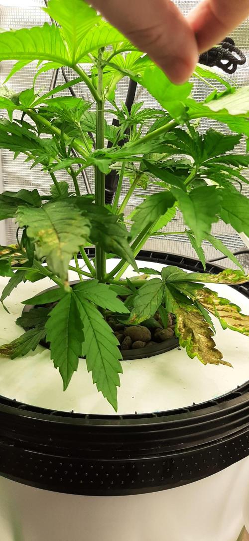 First time DWC. Week 4