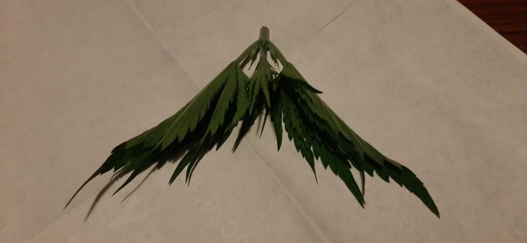 First time DWC. Week 5