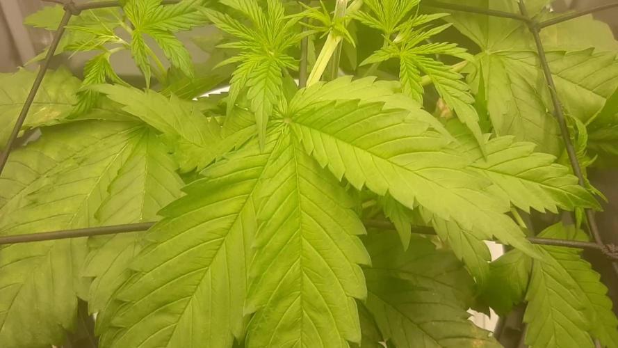 First time DWC