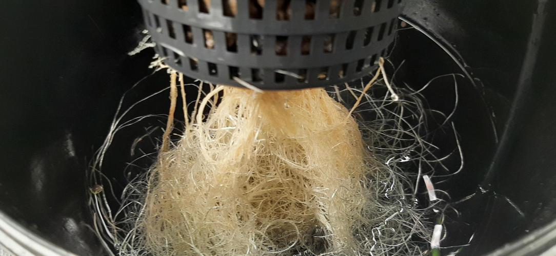 First time DWC. Week 5