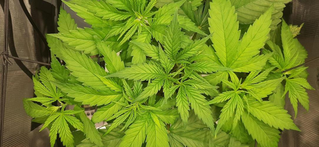 First time DWC. Week 5