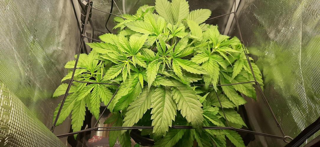 First time DWC. Week 6