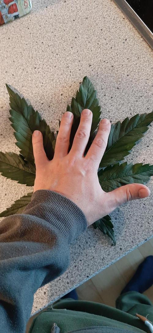 First time DWC. Week 6