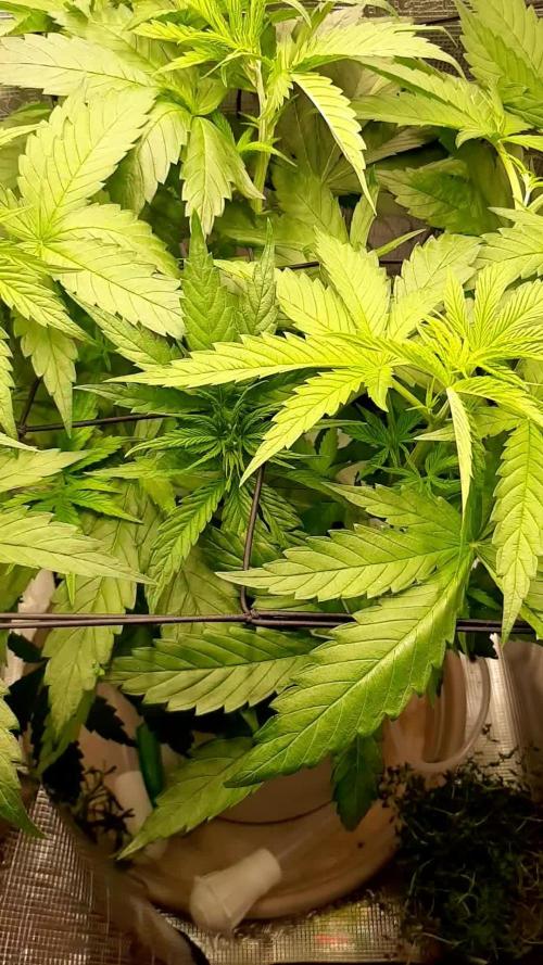 First time DWC