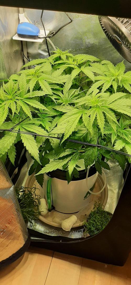 First time DWC. Week 6