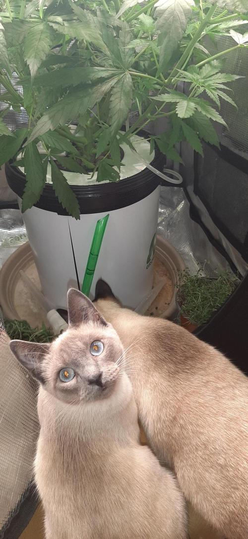 First time DWC. Week 7