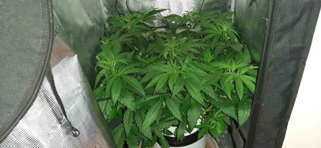 First time DWC. Week 7