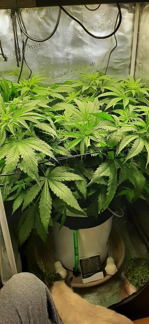 First time DWC. Week 7