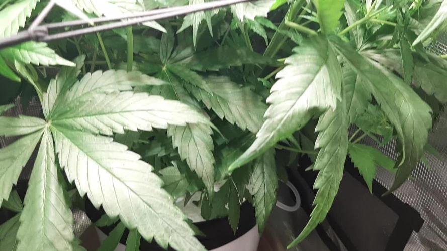 First time DWC