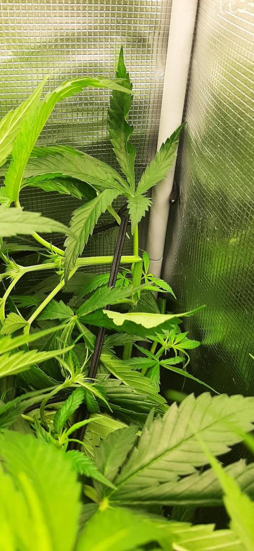 First time DWC. Week 8