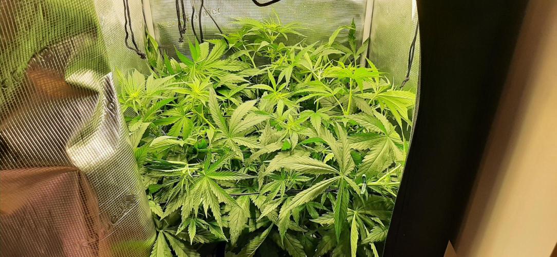 First time DWC. Week 8