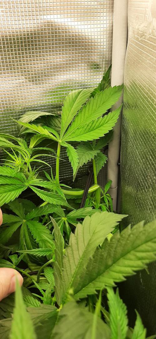 First time DWC. Week 8