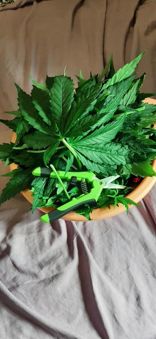 First time DWC. Week 8