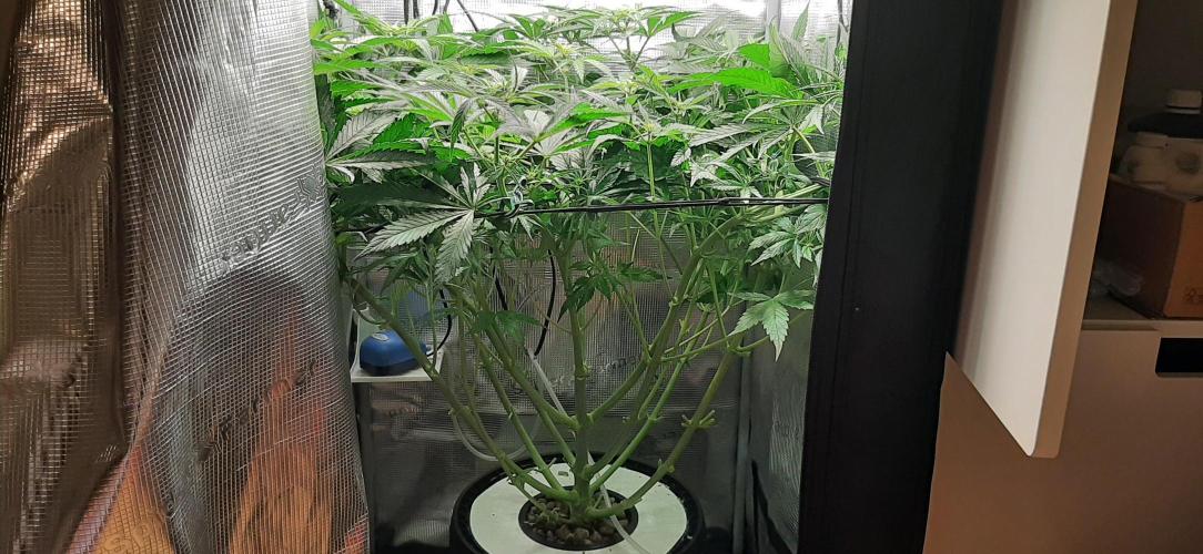 First time DWC. Week 8