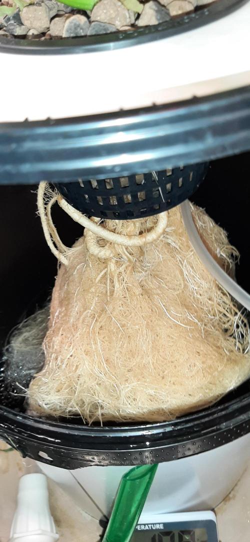 First time DWC. Week 9