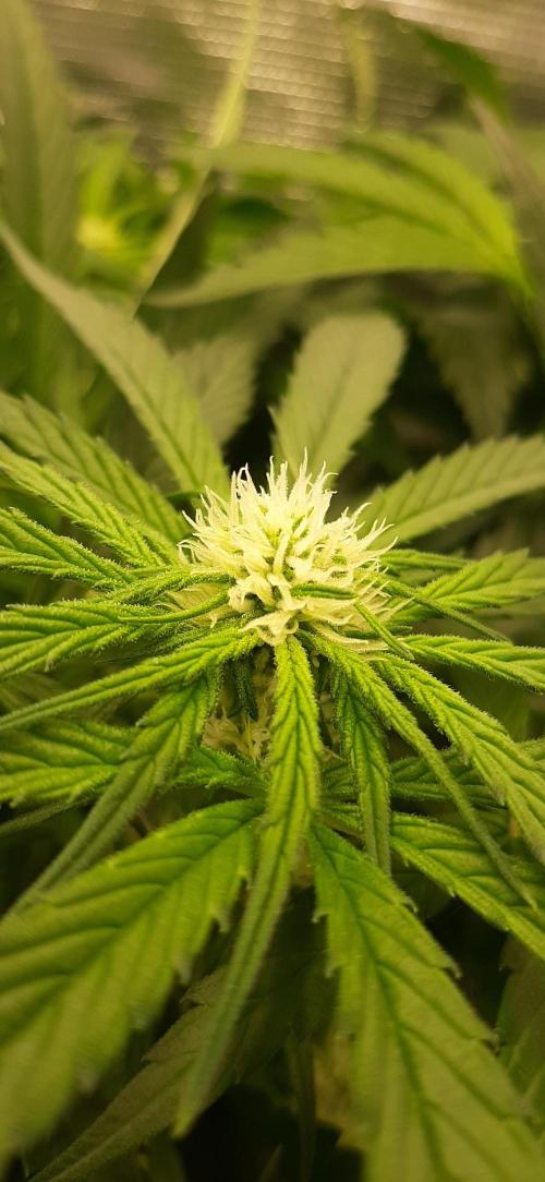 First time DWC. Week 9