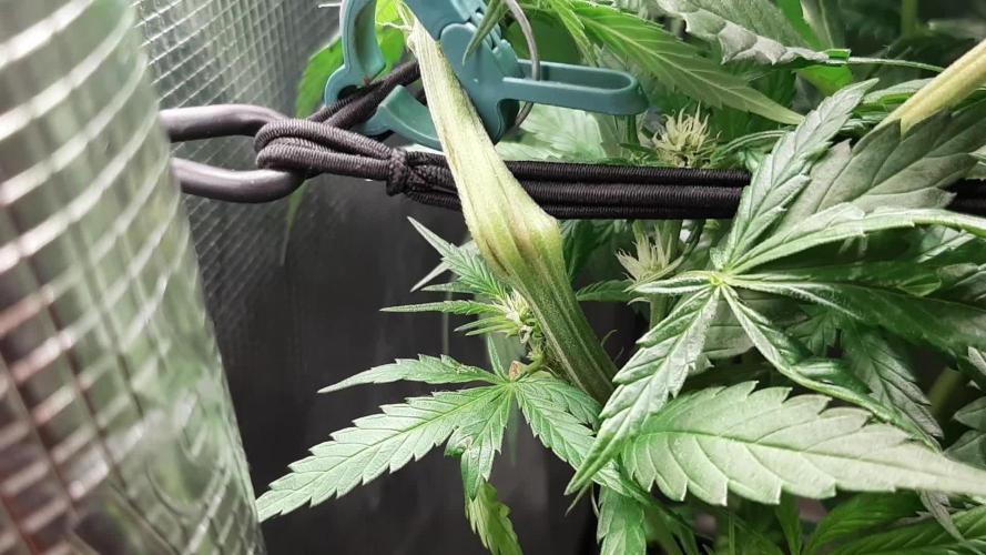 First time DWC