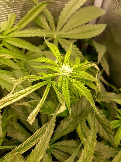 First time DWC. Week 9