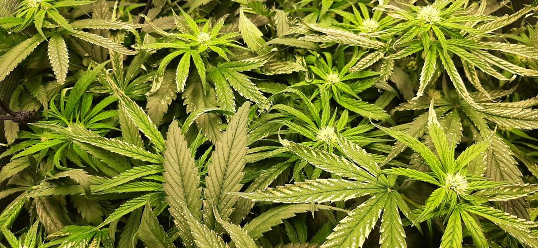 First time DWC. Week 9