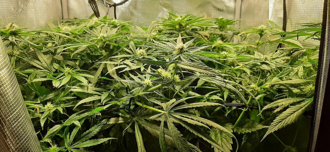 First time DWC. Week 10