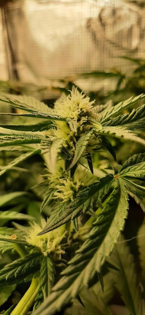 First time DWC. Week 10