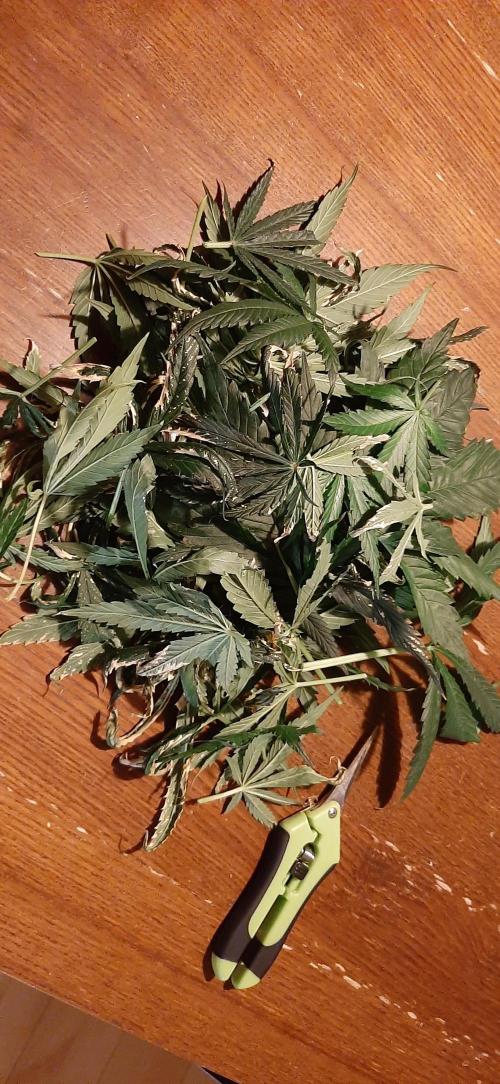 First time DWC. Week 11