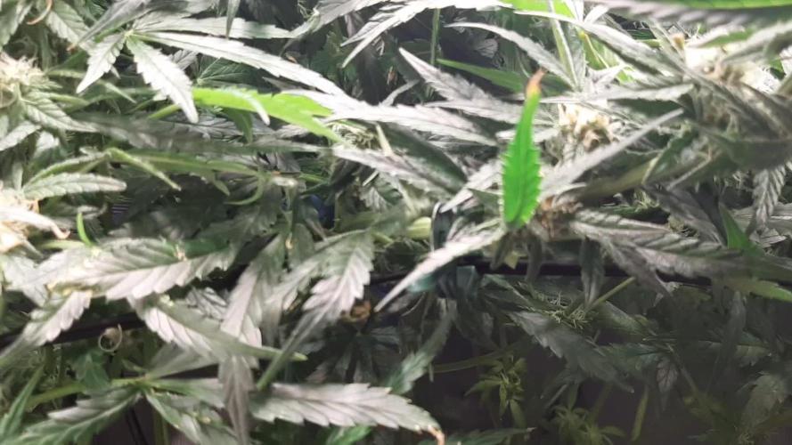 First time DWC