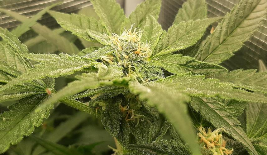 First time DWC. Week 11