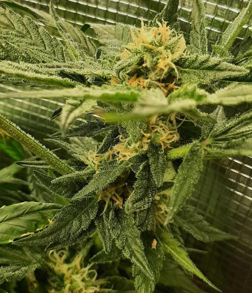 First time DWC. Week 12