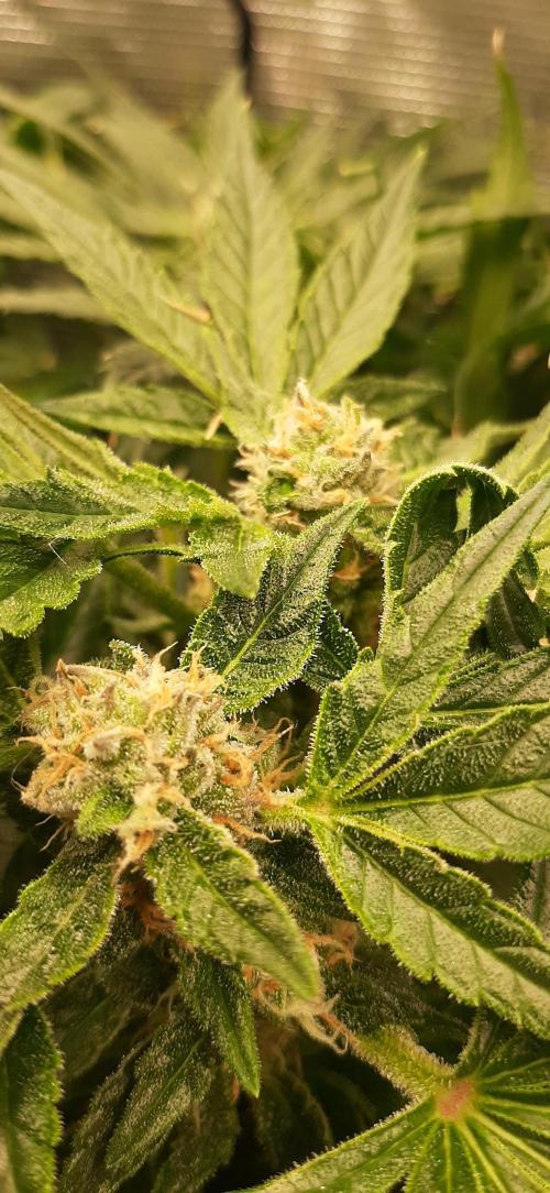 First time DWC. Week 12