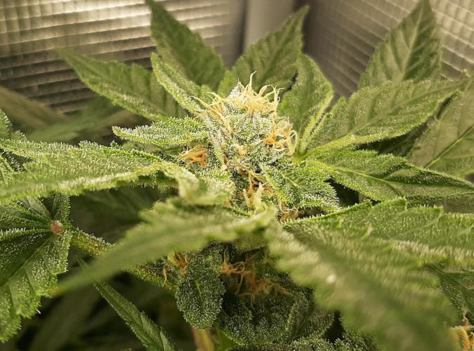 First time DWC. Week 12