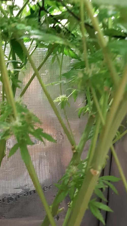 First time DWC