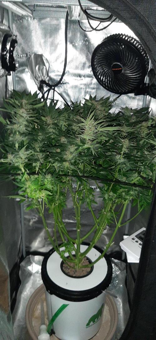 First time DWC. Week 13