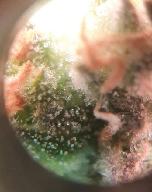 First time DWC. Week 13