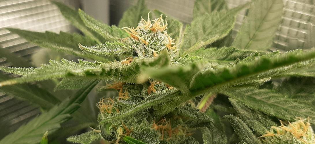 First time DWC. Week 13