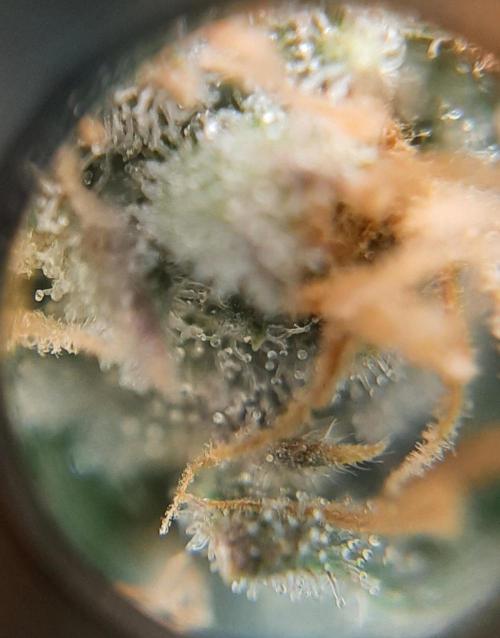 First time DWC. Week 14