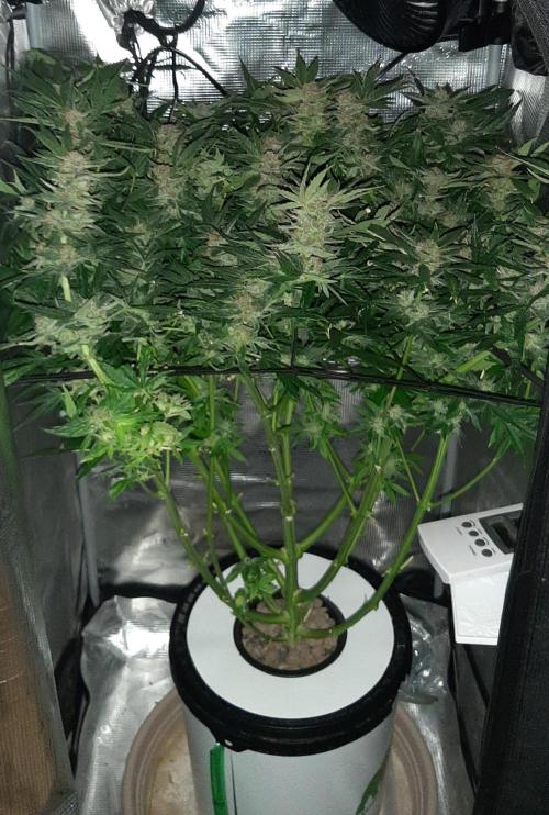 First time DWC. Week 14