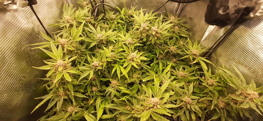 First time DWC. Week 15