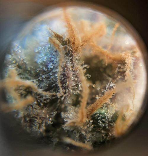 First time DWC. Week 15