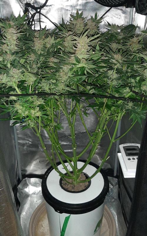First time DWC. Week 15