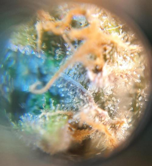 First time DWC. Week 14